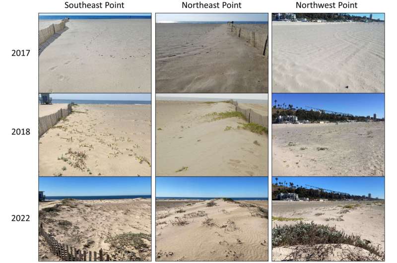 Coastal erosion could be reduced by dune restoration projects