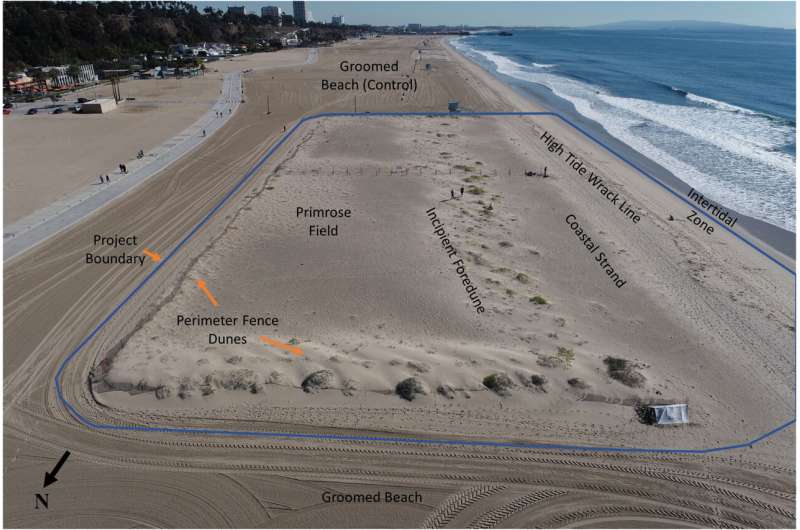 Coastal erosion could be reduced by dune restoration projects