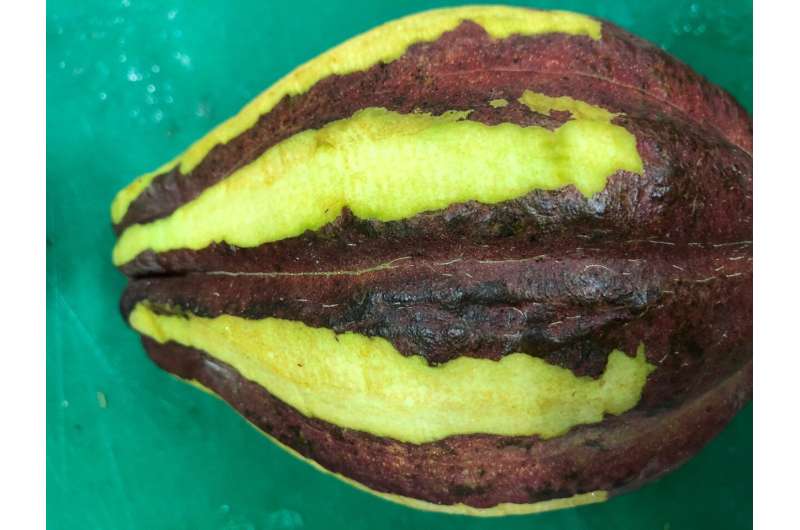 Cocoa pods — a source of chocolate, and potentially, flame retardants