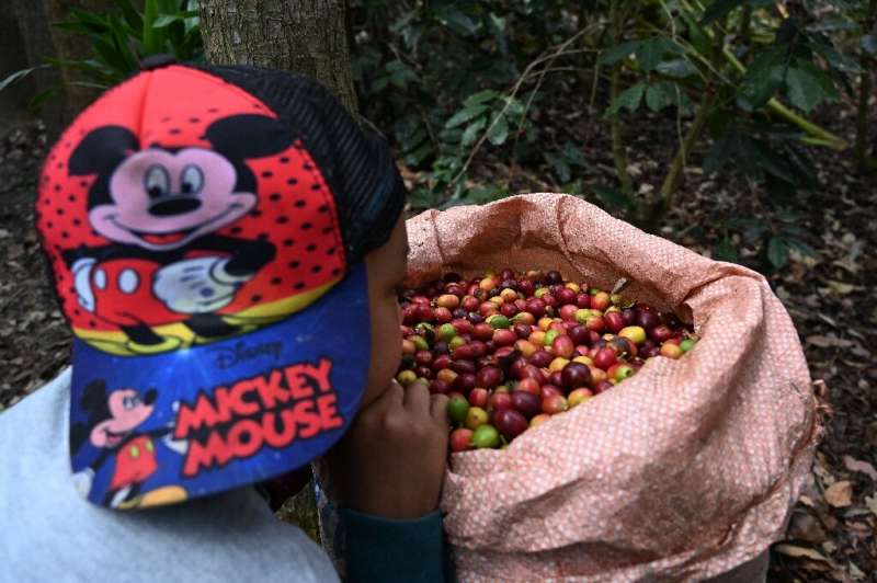 Los recolectores de café ganan centavos por cada kilo cosechado