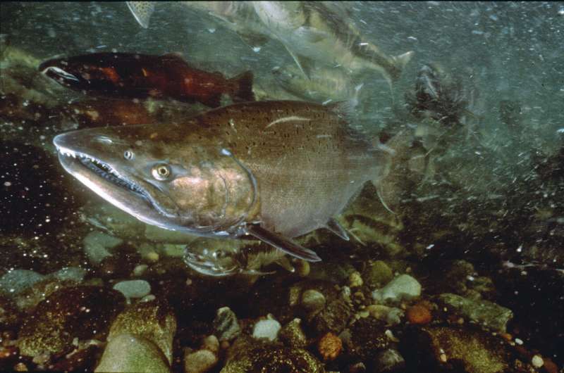 Cold water, diverse survival strategies may be key to Chinook salmon success in a changing climate
