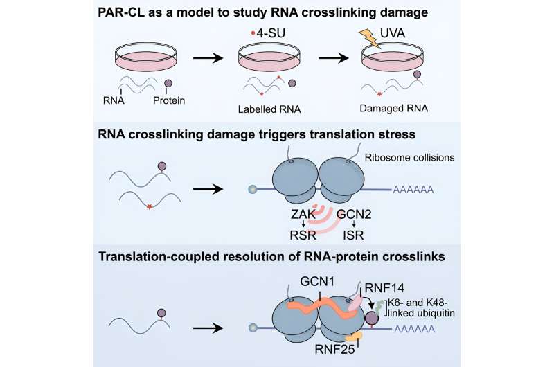 Colliding ribosomes activate RNA repair