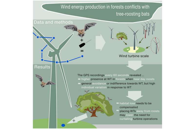Collision risk and habitat loss: Study examines how wind turbines in forests impair threatened bat species