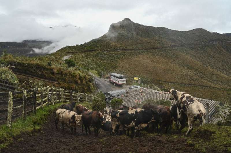 Colombia's government has said it will evacuate 80,000 pack animals in a bid to convince villagers to leave the areas threatened