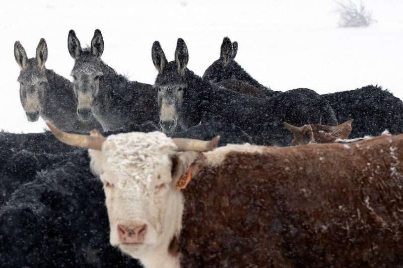 Colorado rancher Don Gittleson has brought in six feral donkeys to deal with a pack of roaming wolves that has taken eight of hi