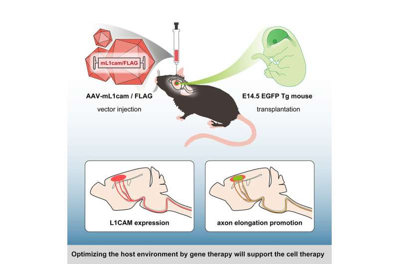 Combining cell transplantation and gene therapy to enhance axonal outgrowth in the central nervous system