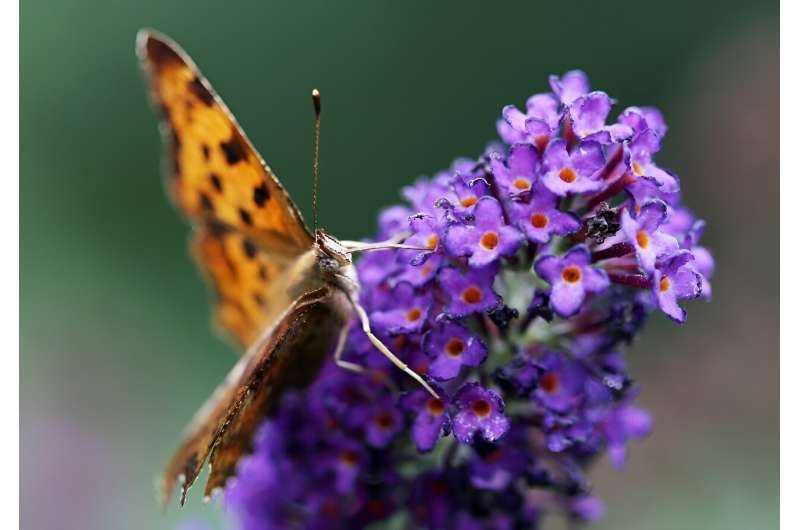 Comma butterflies love nectar-rich flowering plants like buddleia