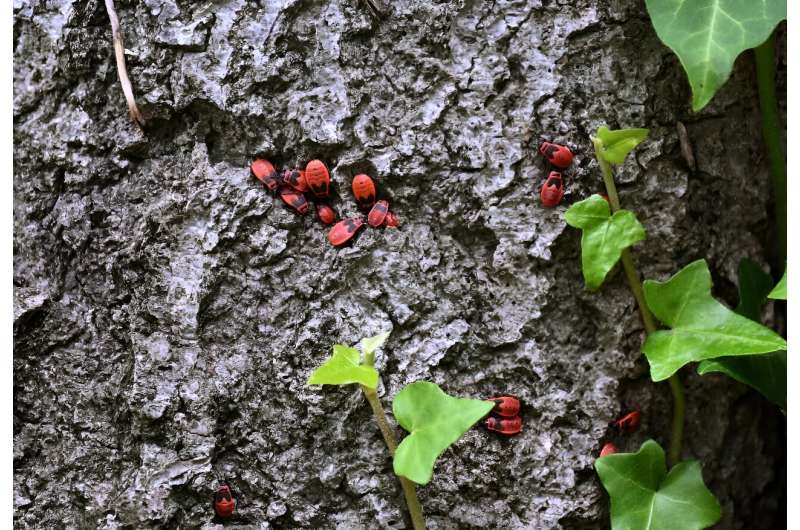 Common fire bugs (Pyrrhocoris apterus) on an old tree in Sanssouci park