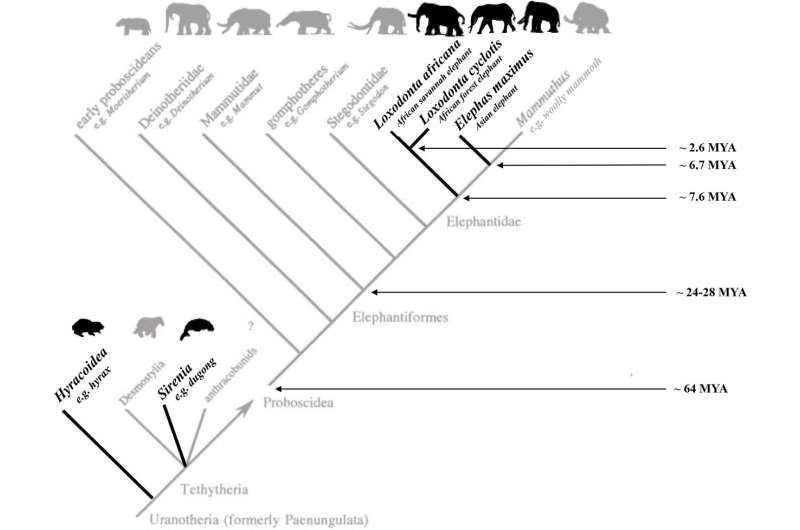 Comparison with humans and bonobos suggests wild African elephants may have self-domesticated