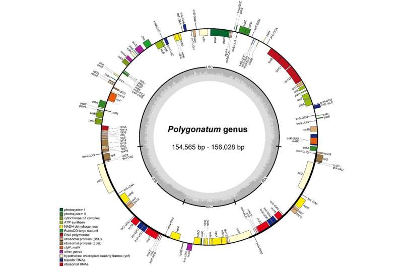 Complete chloroplast genomes enlighten phylogenetic placement of six polygonatum species