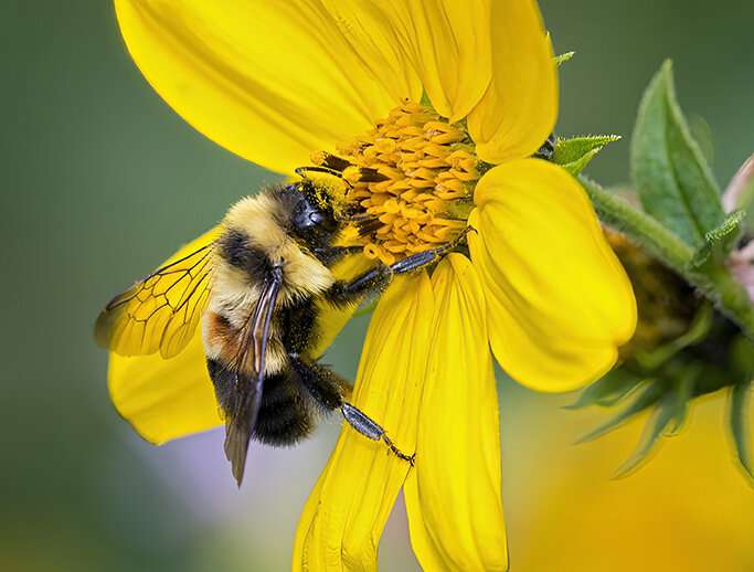 Completing genome of rusty patched bumble bee may offer new approach to saving endangered bee