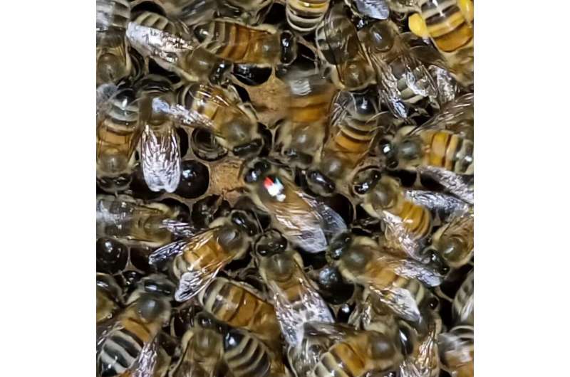 Complex learned social behavior discovered in bee's 'waggle dance'