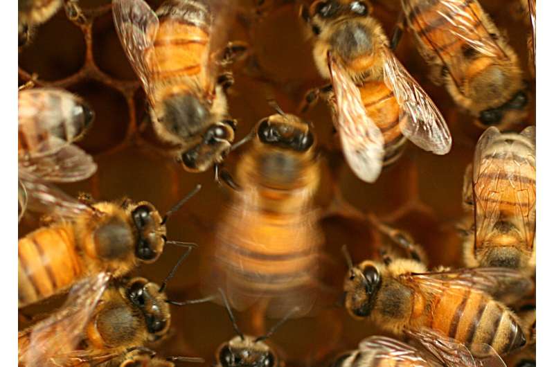 Complex learned social behavior discovered in bee's 'waggle dance'
