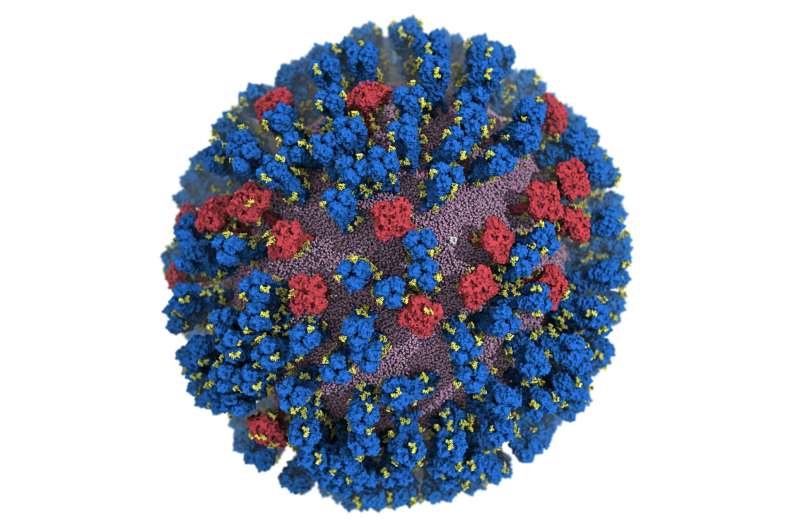 Computer model of influenza virus shows universal vaccine promise