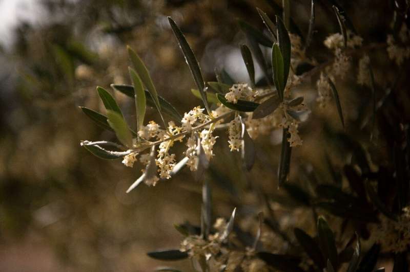 Conditions deteriorated in April with a heatwave just as the olive trees were in bloom