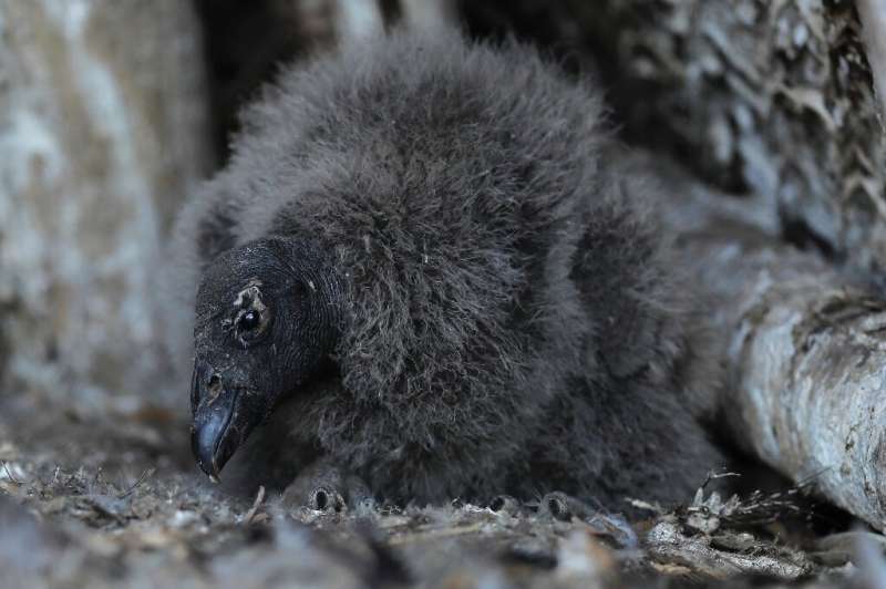 Condor chick Mailen was born in captivity at Chile's Rehabilitation Center for Birds of Prey
