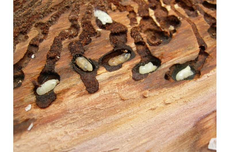 Conifer-killing beetles use smell of beneficial fungus to select host trees