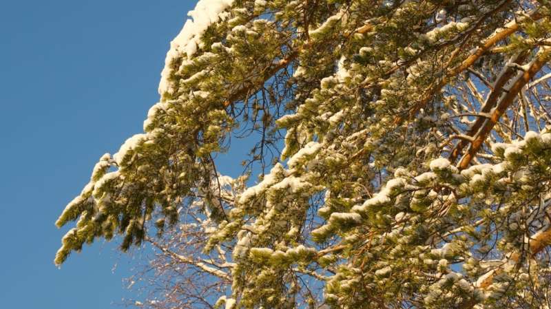 Conifer needles consume oxygen when times are hard