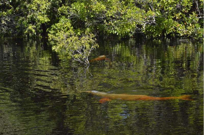 Conservation: Listening in on endangered Amazon River dolphins