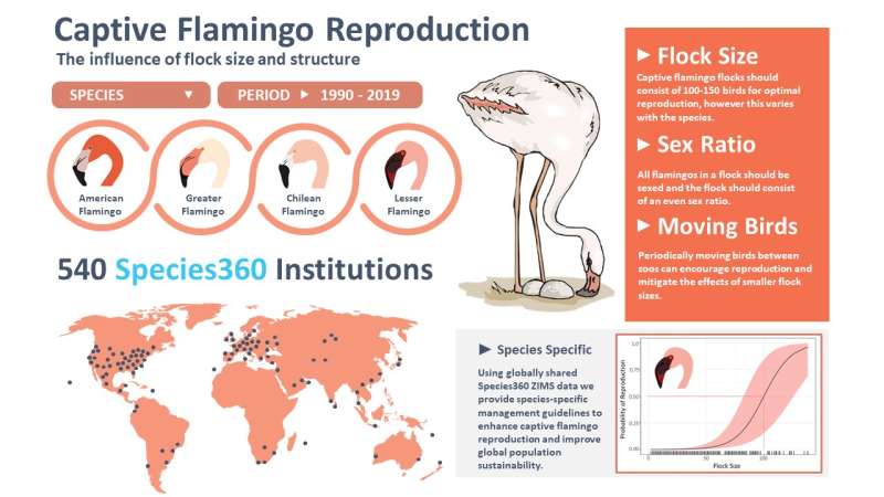 Conservation Research: Conserving Flamingo Populations – Size Matters