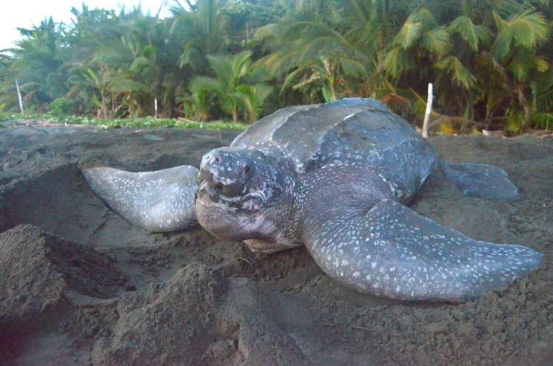 Conservation: Sea level rises could threaten sea turtle breeding grounds