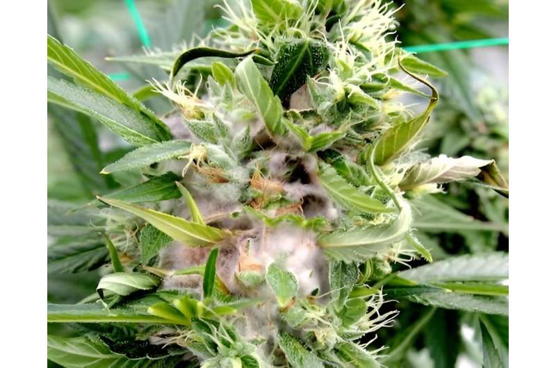 Contaminants in cannabis and hemp flowers create potential for health risks