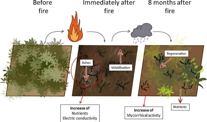 Controlled fires found effective for forest management