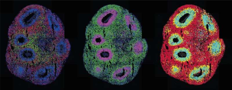 Controlling organoids with light