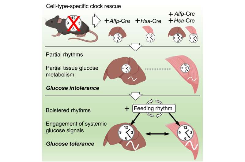 Cooperation between muscle and liver circadian clocks is key to controlling glucose metabolism