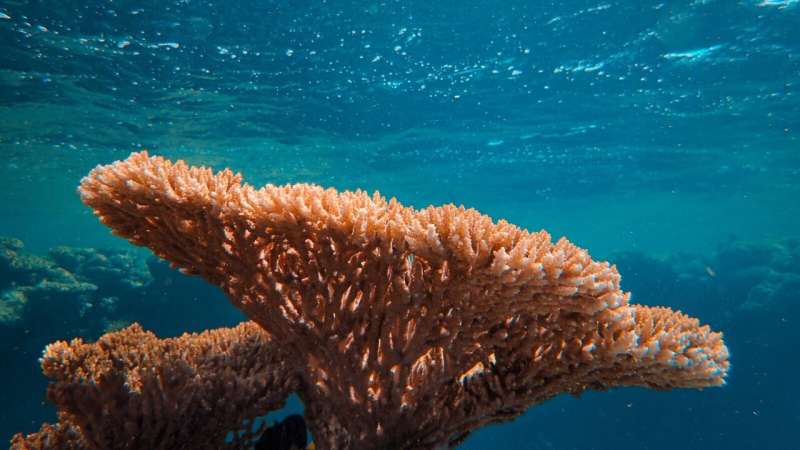 Coral can't escape climate change