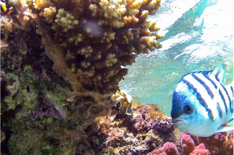 Coral is threatened globally by rising sea temperatures caused by climate change