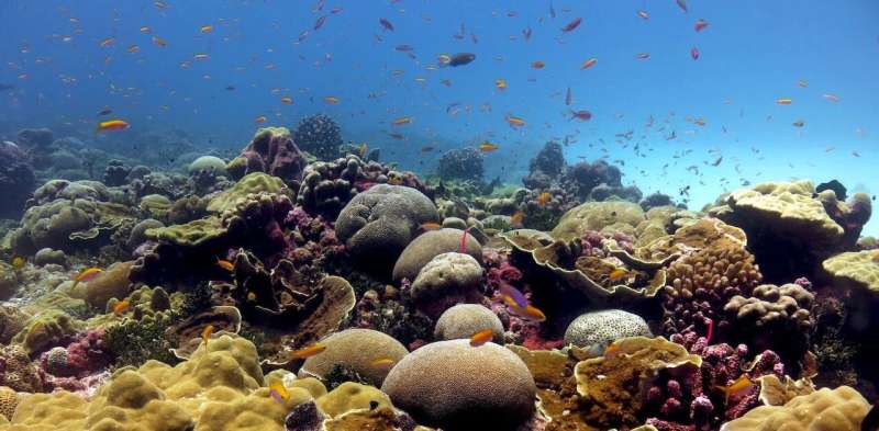 Coral reefs: How climate change threatens the hidden diversity of marine ecosystems