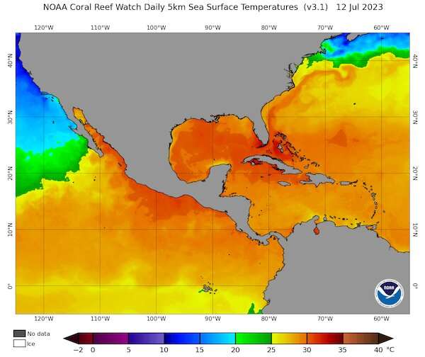 Corals are starting to bleach as global ocean temperatures hit record highs