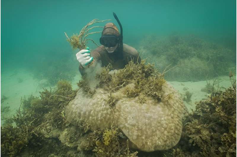 Corals storm back after 'sea-weeding' project