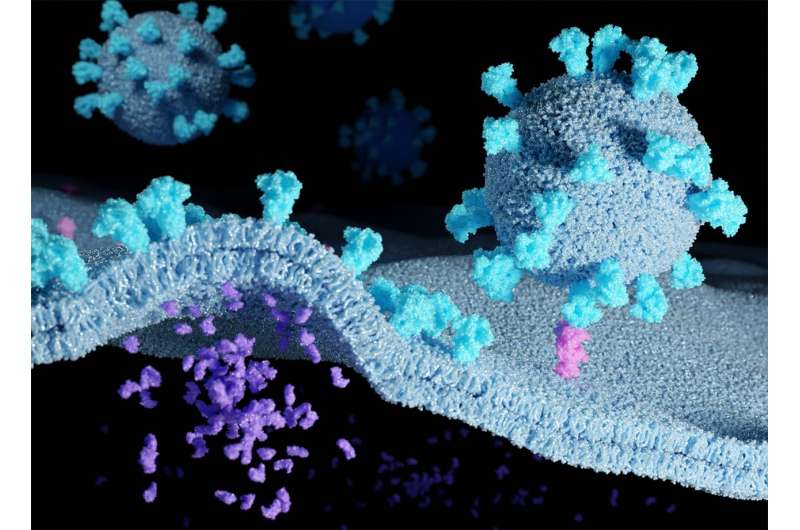 Coronavirus only needs to bind to a single receptor