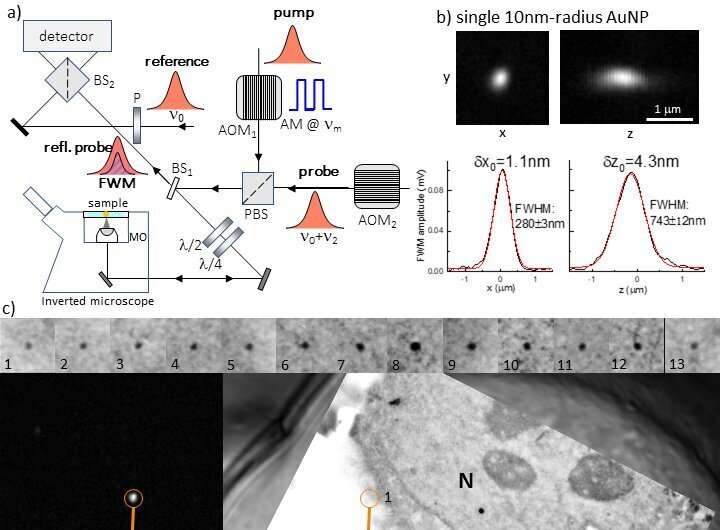 Correlative light electron microscopy using small gold nanoparticles as single probes