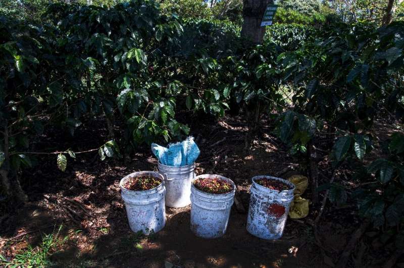 Costa Rica cuenta con unas 94.000 hectáreas de cafetales que emplean a unos 25.000 recolectores cada temporada