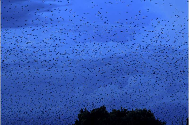 Counting Africa's largest bat colony