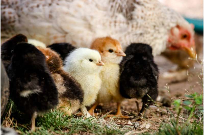 Counting male chickens before they hatch means good news for ethical farming