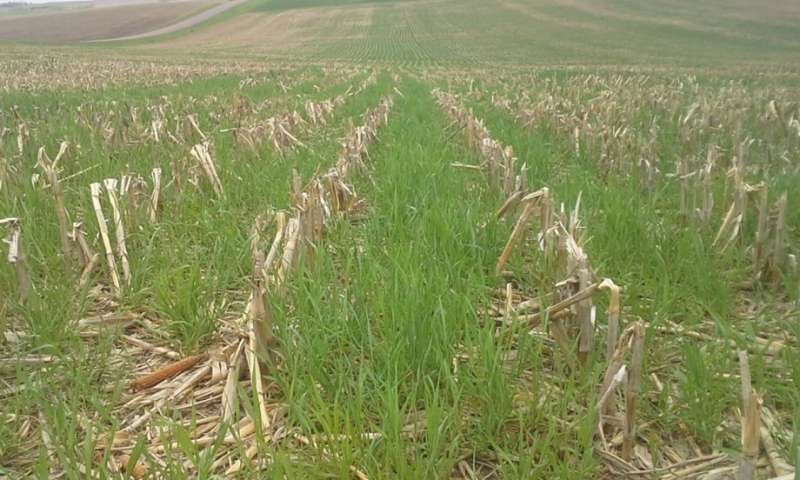 Cover crops contribute to soil health, study shows