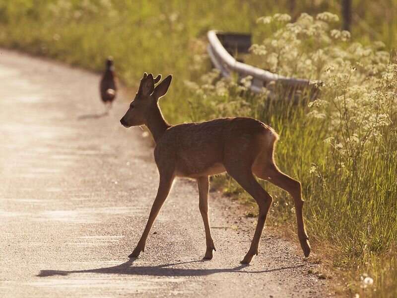 COVID-19 may have spread between humans, deer