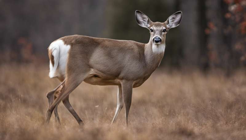 COVID mutates rapidly in white-tailed deer, but here's why we don't need to worry—for now