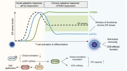CPEB4 protein is essential for maintaining the antitumour function of T lymphocytes