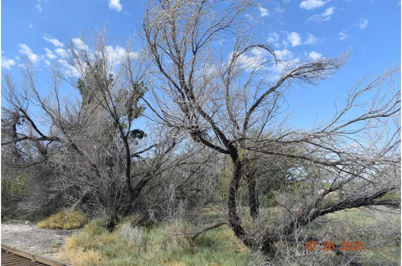 Cracking the mysterious case of dying desert forests