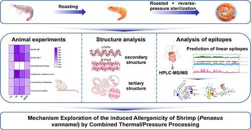 Creating less-allergenic shrimp using pressure and steam