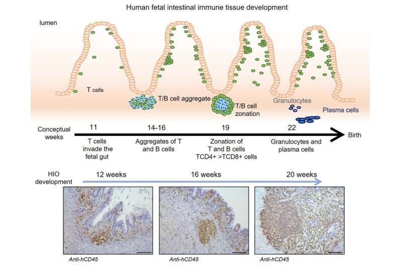 Creating organoids with immune systems