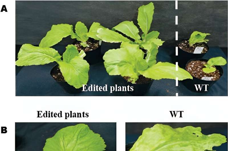 CRISPR/Cas9 unlocks TuMV resistance in Chinese cabbage: A leap forward in genome-edited plant breeding