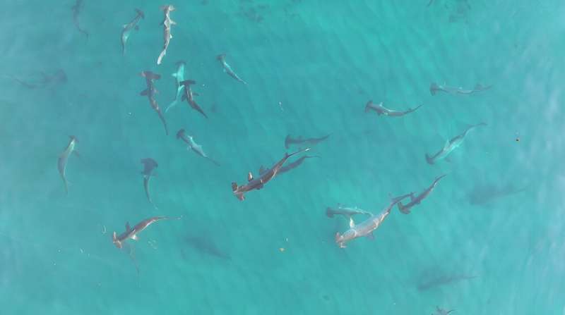 Critically endangered scalloped hammerheads gather in seas off Perth. They need protection