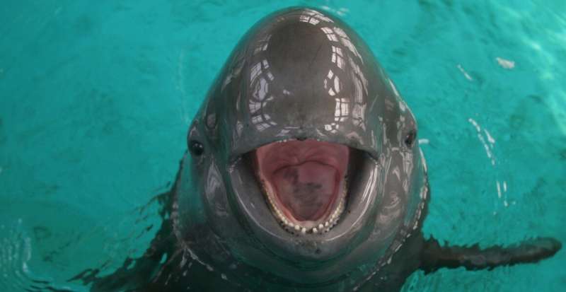 Critically endangered Yangtze finless porpoise shows signs of recovery