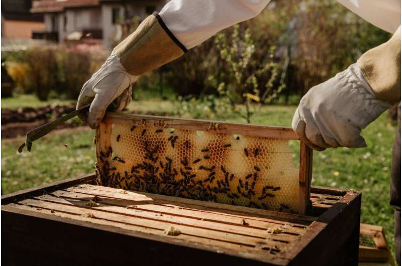 Crucial role of hobbyists in keeping bee industry buzzing